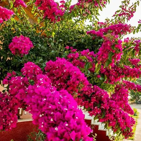 Jimmy's Sea View Plános