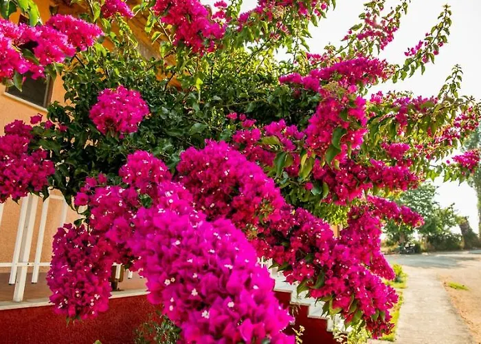 Jimmy's Sea View Tragaki